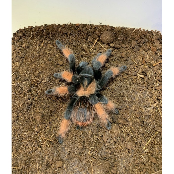 Jual Brachypelma Emilia Female 10cm Shopee Indonesia