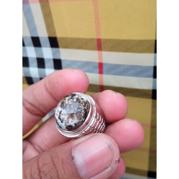 Jual Bacan Doko Majiko Albino Totol 19x15 Shopee Indonesia