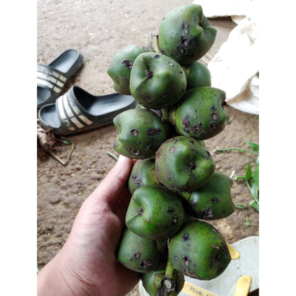 Jual Buah Aren Mentah Kolang Kaling Shopee Indonesia