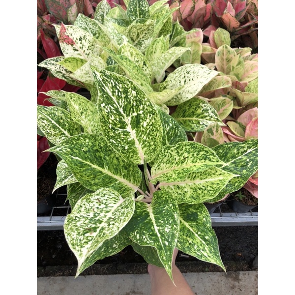 Jual Aglaonema Striptease White Jumbo Shopee Indonesia