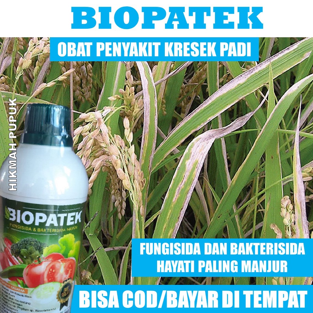 Jual Pupuk Biopatek Obat Kresek Padi Terbaik Atasi Hama Padi Kresek