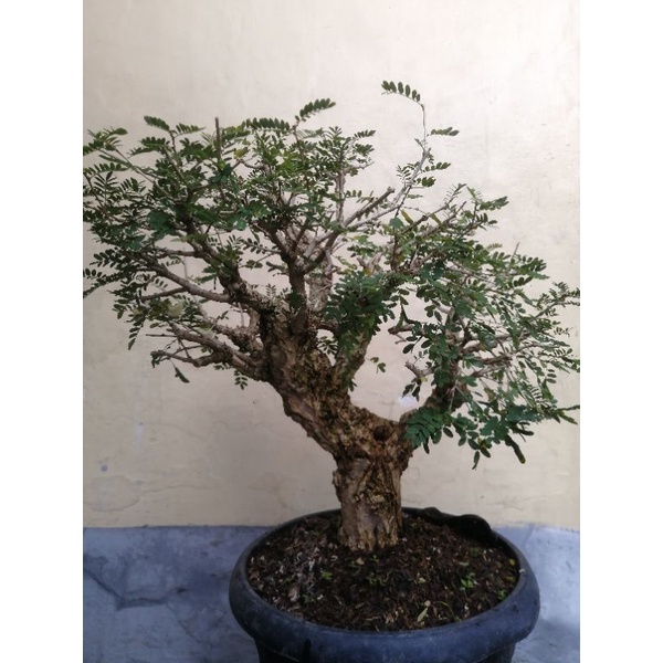 Jual Bonsai Asam Saraf Sabinea Sp Real Pic Shopee Indonesia