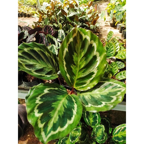 Jual Tanaman Hias Calathea Shinestar Calathea Shine Star Kalatea