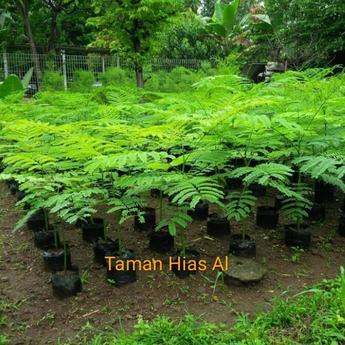 Jual TANAMAN HIAS POHON SOLOBIUM 1 METER PAKIS BRAZIL Shopee Indonesia