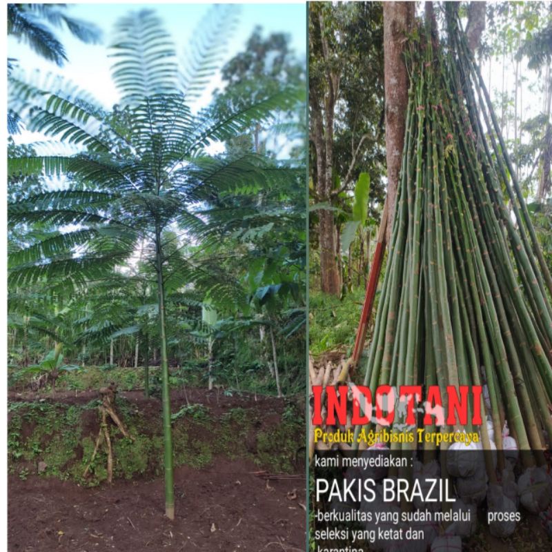 Jual Pakis Brazil Solobium Parahiba Tinggi 1 2 M Shopee Indonesia