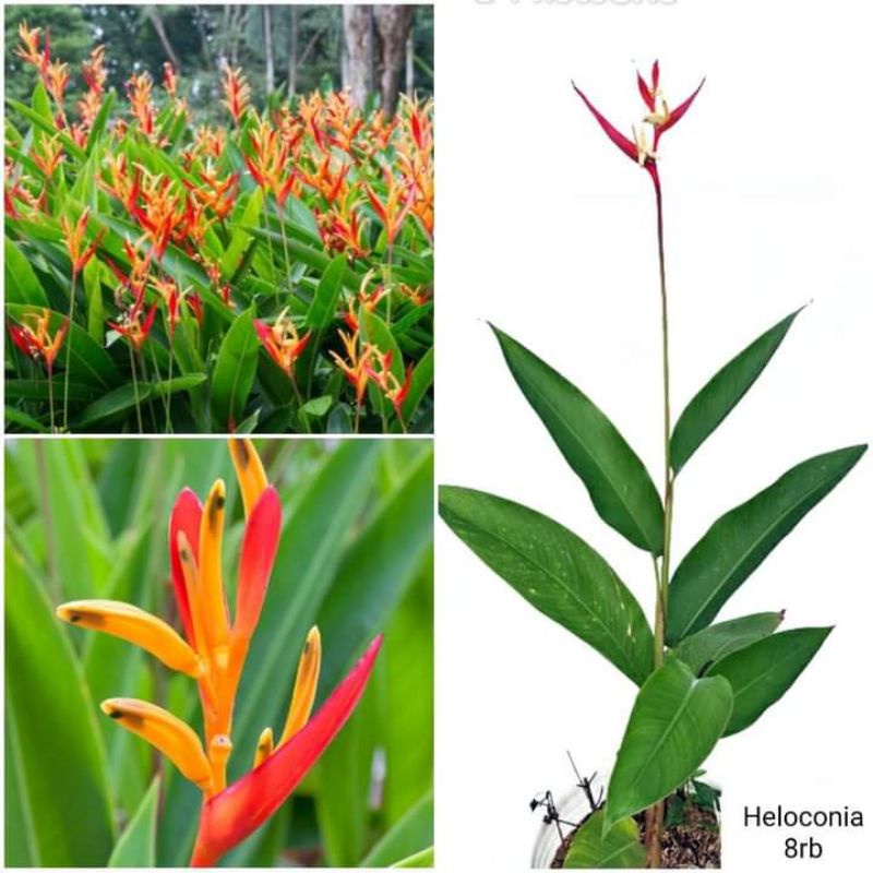 Jual Tanaman Hias Heliconia Pisang Pisangan Shopee Indonesia