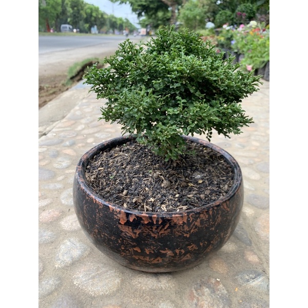 Jual Bonsai Kemuning Micro Shopee Indonesia