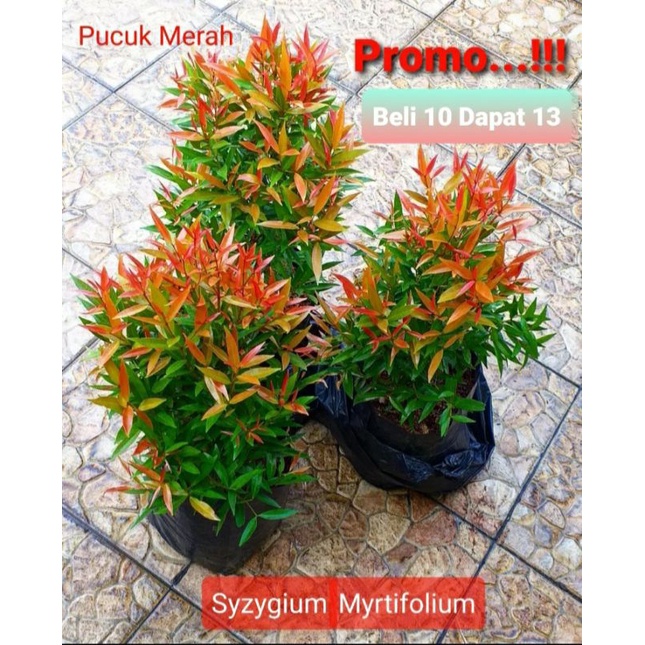 Jual Bibit Pucuk Merah Merona Super Cantik Banget Syzygium