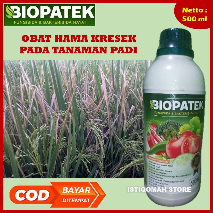 Jual Biopatek Fungisida Hayati Obat Hama Penyakit Kresek Pada Padi