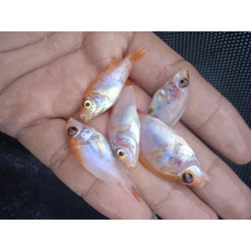 Jual Bibit Nila Merah Albino Super Shopee Indonesia