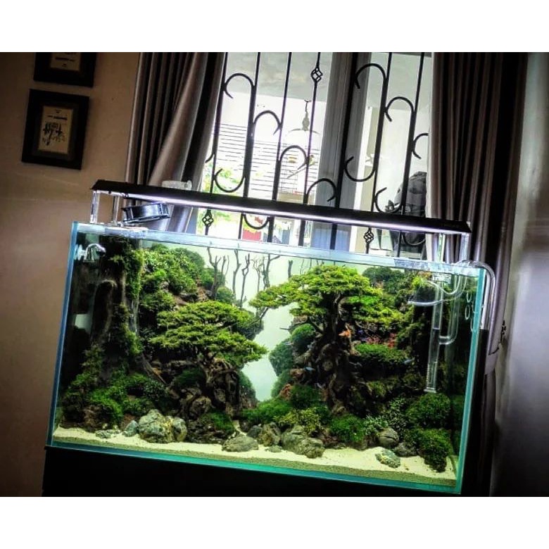 Jual Nickz Aquascape Dekorasi Fullset Natural Bonsai Jungle 90cm