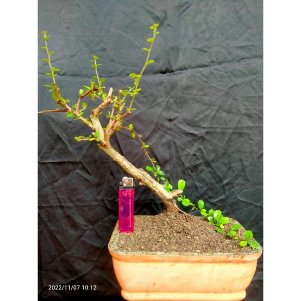 Jual Bahan Bonsai Hokeantea Hokiantea Hokianti Lokal Shopee Indonesia