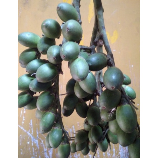 Jual Buah Pinang Muda Jambe Muda Segar 1kg Shopee Indonesia