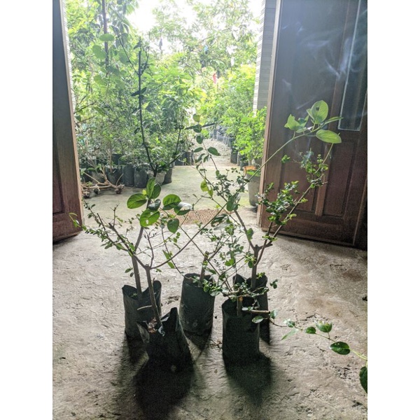 Jual Sancang Bahan Bonsai Sancang Hidup Sancang Segar Sancang Murah