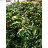 Jual Discounts Special Rumput Gajah Mini Variegata Shopee Indonesia