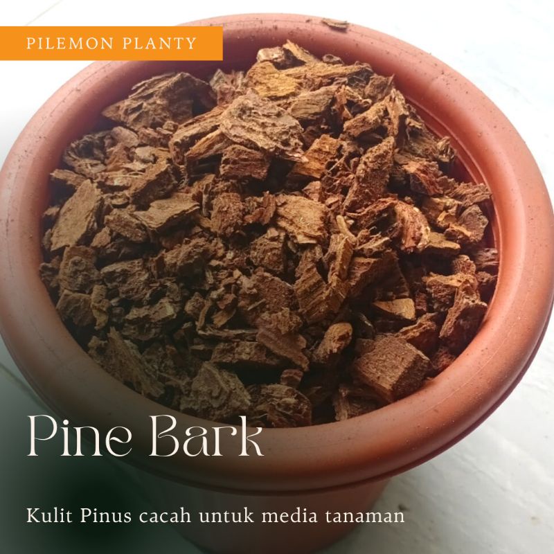 Jual Pine Bark Kulit Pinus Cacah Media Tanam Anggrek Shopee Indonesia