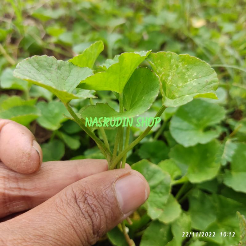 Jual DAUN PEGAGAN 100 LEMBAR TANPA AKAR KHUSUS DAUN SEGAR Shopee