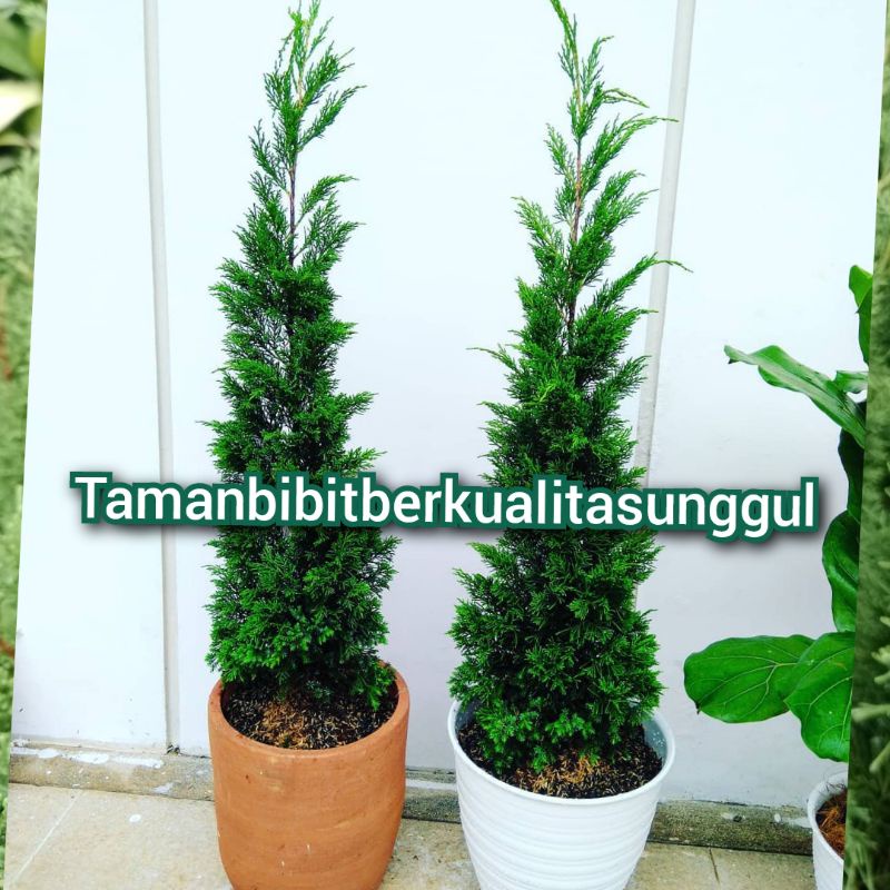 Jual Tanaman Hias Cemara Papua Lilin Sinensis Cantik Dalam Pot Shopee