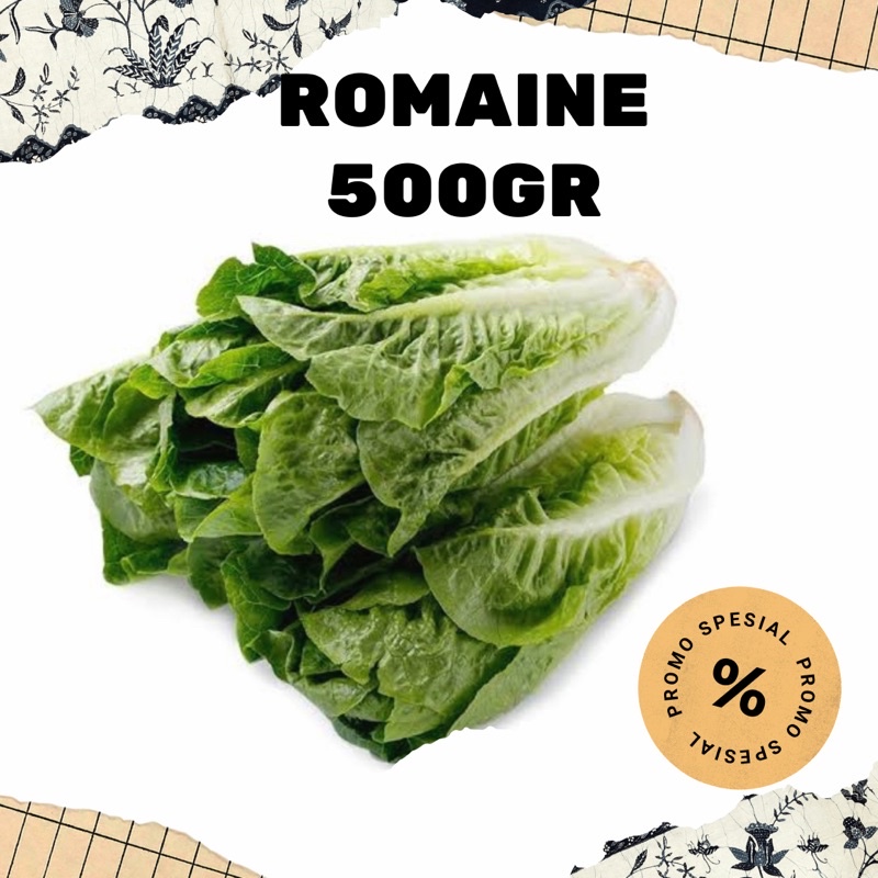 Jual Romaine Lettuce Sayur Segar Selada Manis Romaine Shopee Indonesia