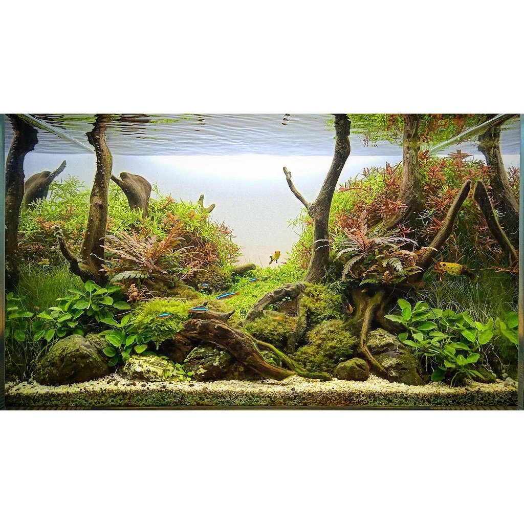 Jual Nickz Aquascape Natural Moss 60 Cm Fullset Shopee Indonesia