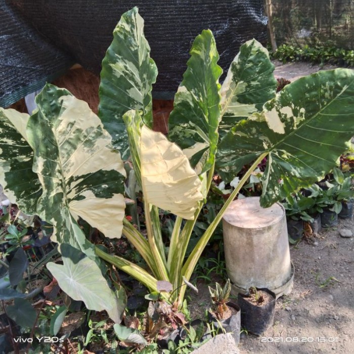 Jual TANAMAN HIAS ALOCASIA VARIGATA LOMPONG REAL PICT SENTE