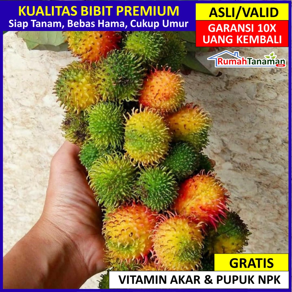 Jual Bibit Tanaman Buah Rambutan Rapiah Unggul Varietas Dijamin Asli