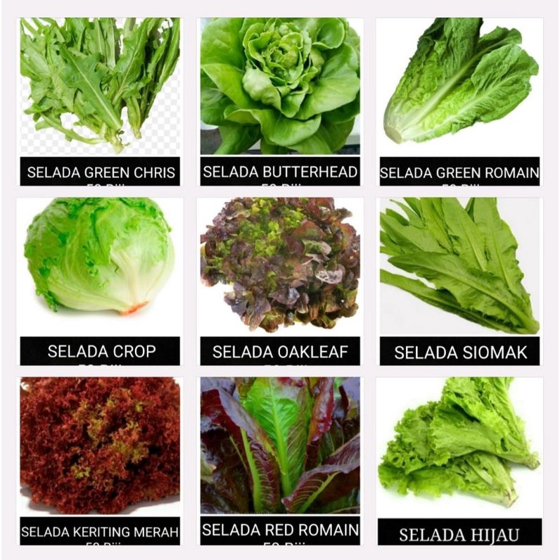 Jual Benih Sayur SELADA Shopee Indonesia