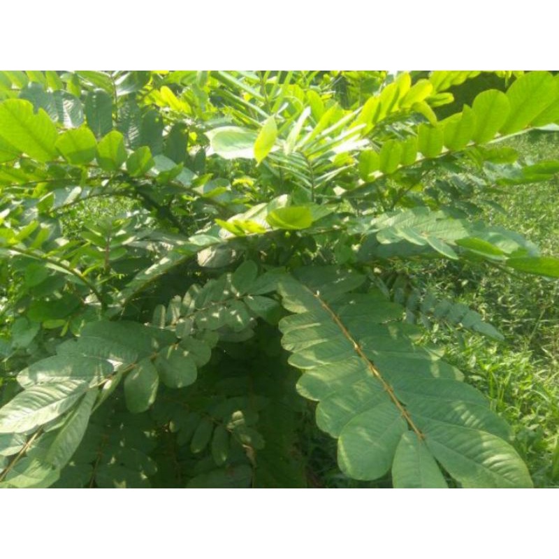 Jual Daun Ketapang Cina 50 Lembar Herbal Shopee Indonesia