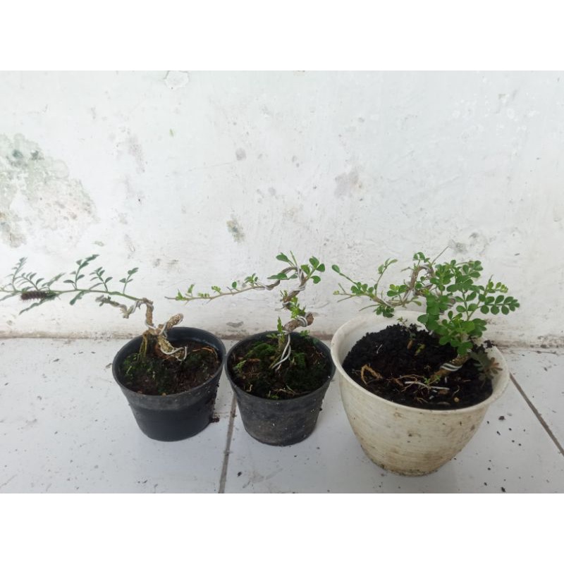 Jual Bahan Bonsai Kawista Batu Mame Shopee Indonesia