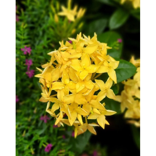 Jual Tanaman Hias Bunga Asoka Kuning Isora Kuning Ixora Chinensis