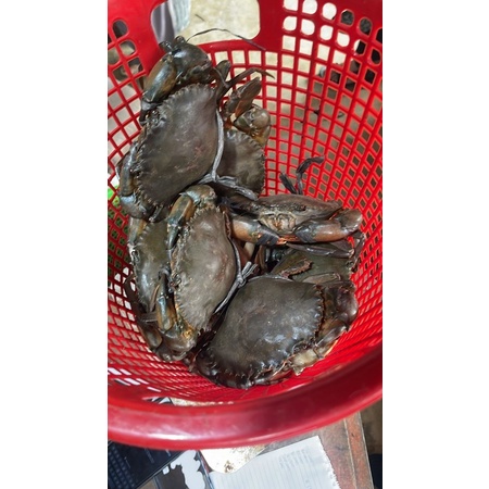 Jual Kepiting Bakau Hidup Murah Kg Size Ekor Kilo