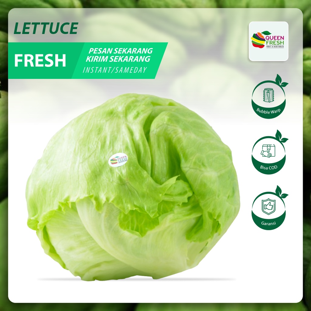 Jual Queenfresh Sayur Sayuran Daun Selada Lettuce Head Segar Fresh