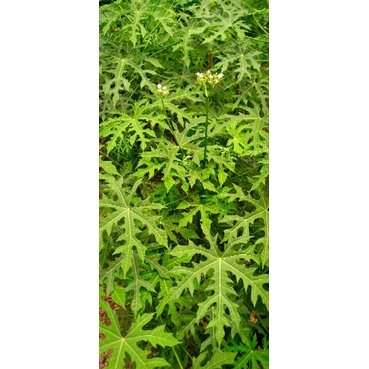 Jual Daun Pepaya Gedi Jepang Segar Gr Shopee Indonesia