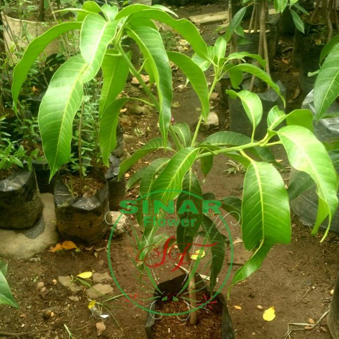 Jual Bibit Pohon Mangga Simanalagi Tanaman Pohon Mangga Mangga Manis