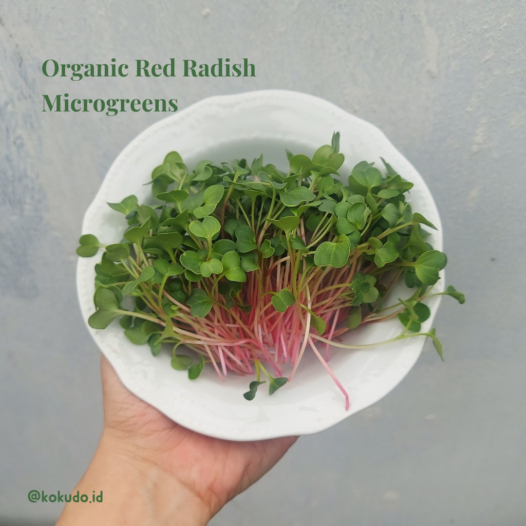 Jual Organic Red Radish Lobak Merah Fresh Cut Microgreens Segar