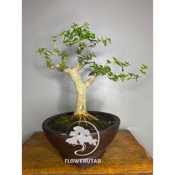 Jual Bonsai Sancang Mame Premna Themax Akar Mutar Shopee Indonesia