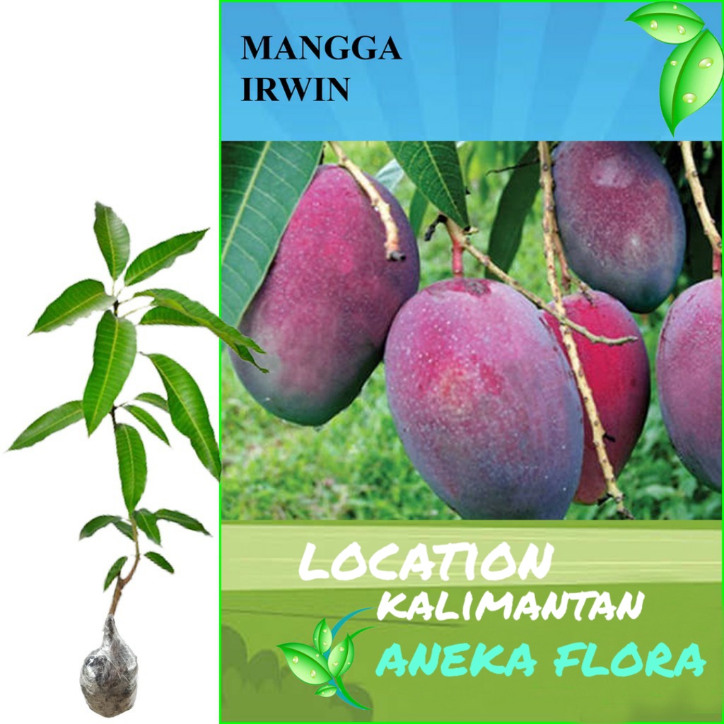 Jual Bibit Mangga Irwin 1meter Up Shopee Indonesia