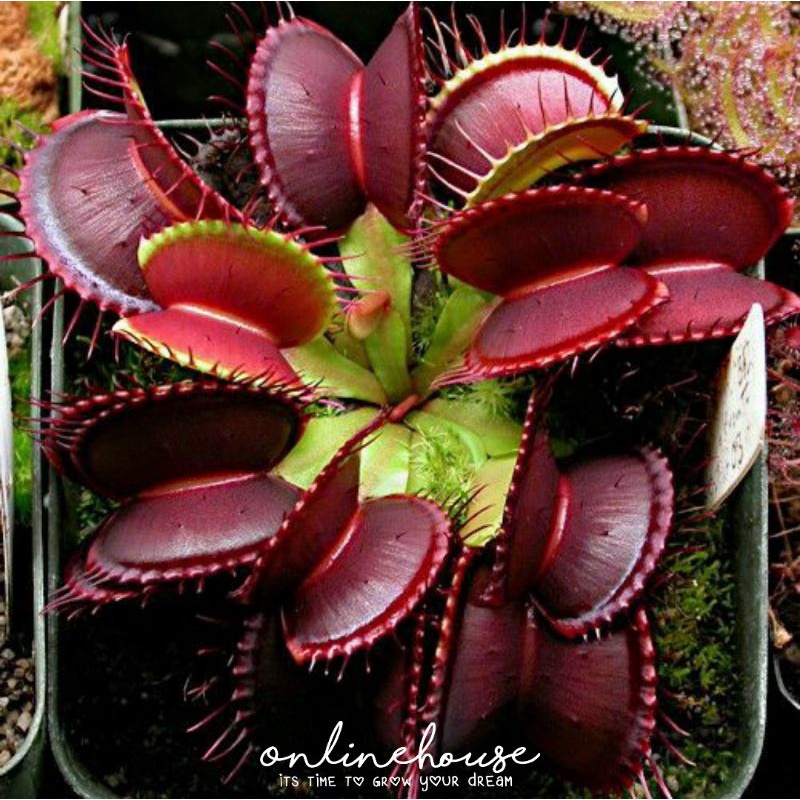 Jual BENIH BIJI BIBIT KARNIVORA VENUS FLY TRAP Shopee Indonesia