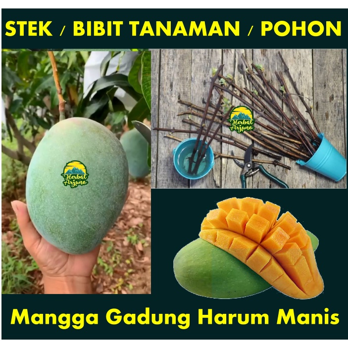 Jual 008D 3pcs Stek Bibit Tanaman Pohon Mangga Pelem Gadung Harum