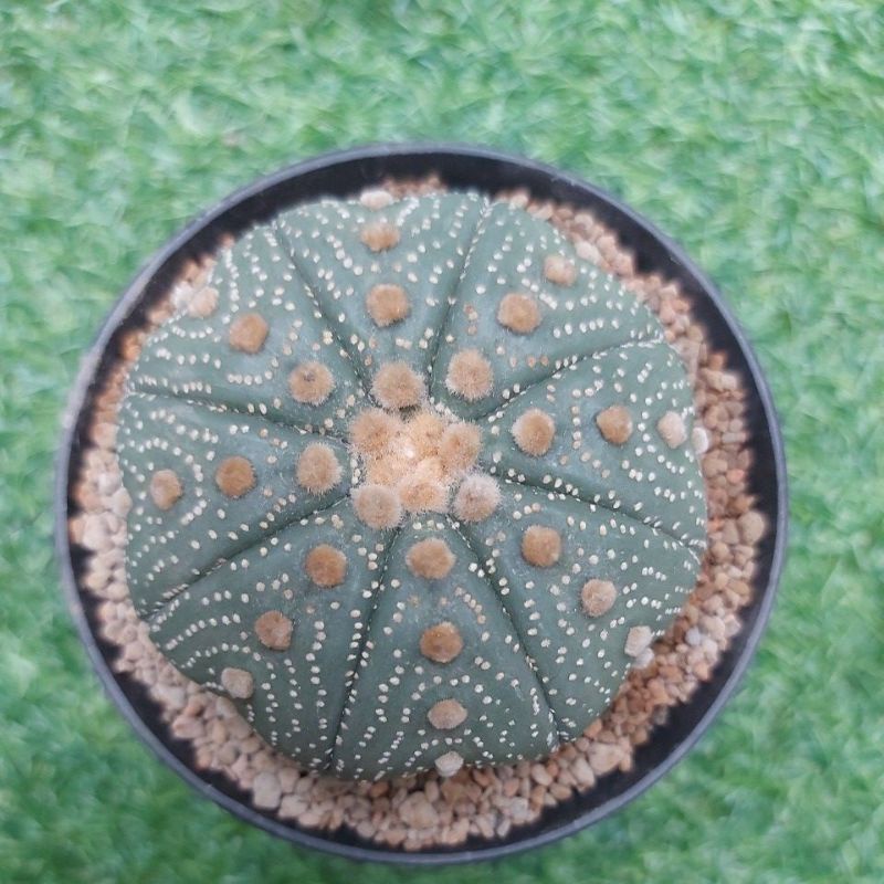 Jual Astrophytum Asterias Big Size On Pot 11 Cm Shopee Indonesia