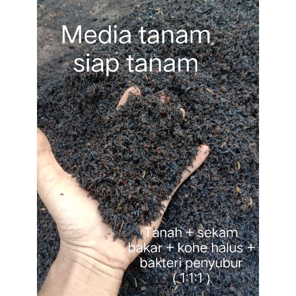 Jual Media Tanam Siap Tanam Tanah Kohe Halus Sekam Bakar