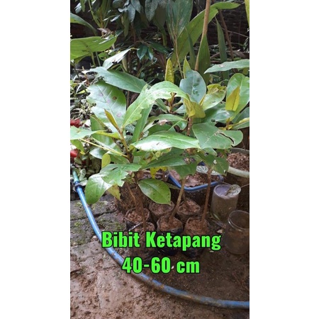 Jual Bibit Pohon Ketapang 60 Cm Tanaman Peneduh Rimbun Halaman Toko