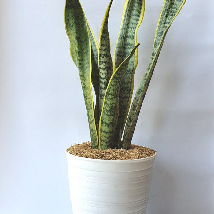 Jual TANAMAN HIAS SANSEVIERIA TRIFASCIATA SNAKE PLANT LIDAH MERTUA