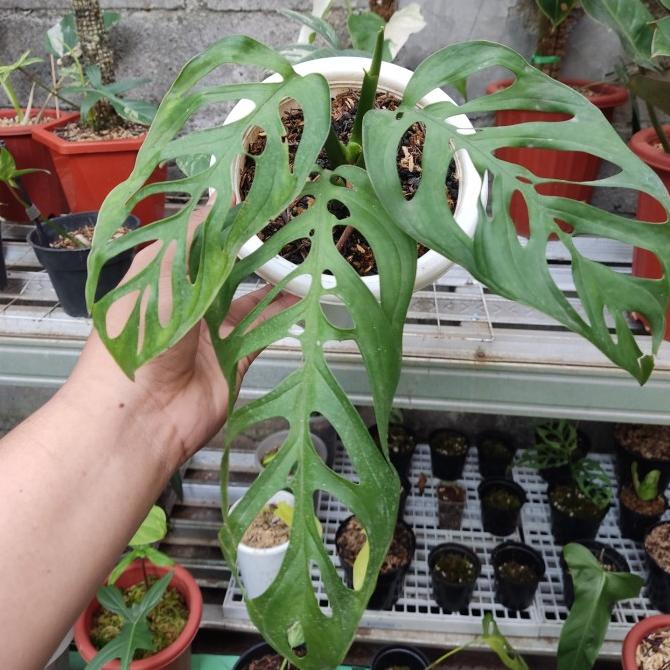 Jual Monstera Esqueleto Monstera Esqueleto Esquelto Real Pic