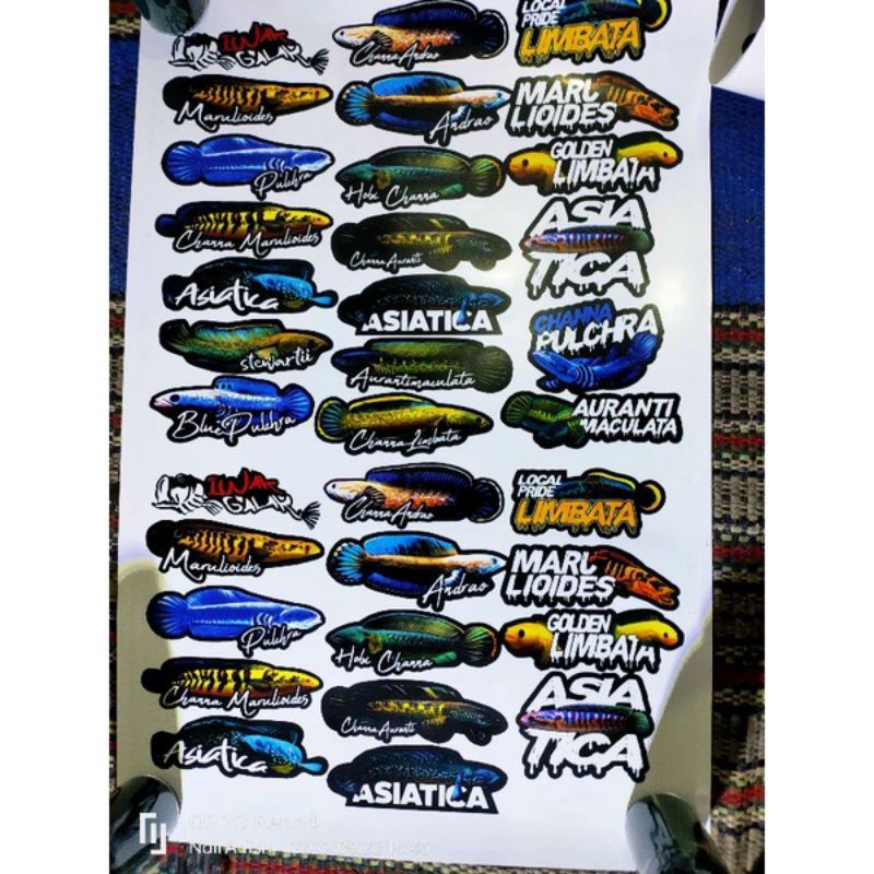 Jual Stiker Channa Shopee Indonesia