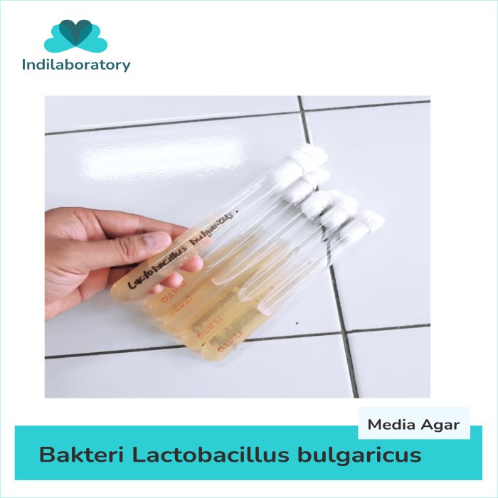 Jual KULTUR ISOLAT BIAKAN MURNI BAKTERI LACTOBACILLUS BULGARICUS