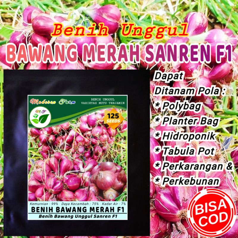 Jual BENIH BAWANG MERAH UNGGUL F1 Shopee Indonesia