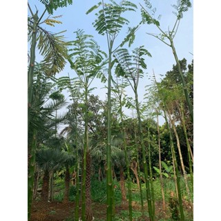 Jual Pohon Solobium Pakis Brazil Tinggi 3 Meter Shopee Indonesia