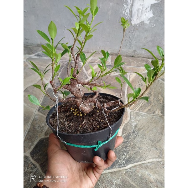 Jual Bahan Bonsai Kimeng Berkarakter Shopee Indonesia