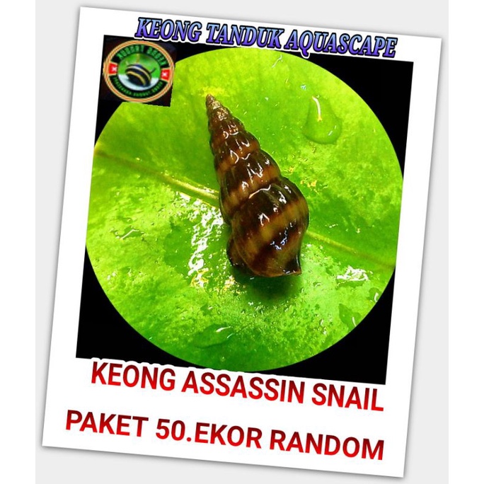 Jual Keong Assassin Snail Aquascape Pembasmi Keong Hama Aquascape